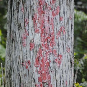 red blanket lichen